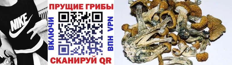 Псилоцибиновые грибы MAGIC MUSHROOMS  Власиха 